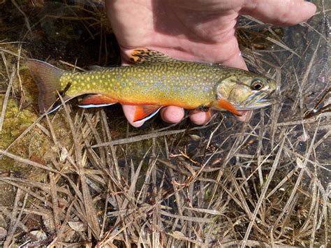 Brook trout removal planned for Binarch Creek in North Idaho to aid