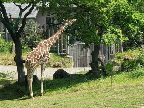 【大阪市天王寺区・阿倍野区】キリンの赤ちゃん誕生！天王寺動物園でハルカスちゃんと幸弥くんカップルの間に令和ベイビーが生まれました！ 号外