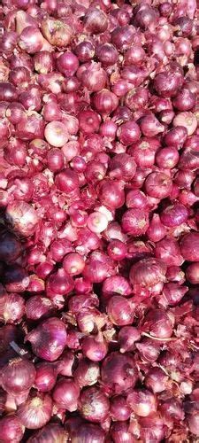 A Grade Maharashtra Organic Red Onion Loose Onion Size Available