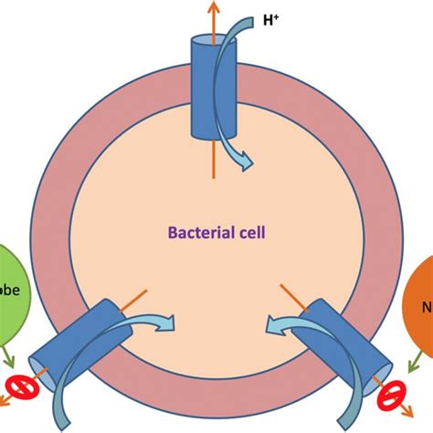 A Schematic Representation Of Possible Approaches To Develop Efflux Download Scientific Diagram