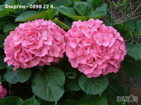 Хортензия в Градински цветя и растения в гр. Разград - ID27905615 ...