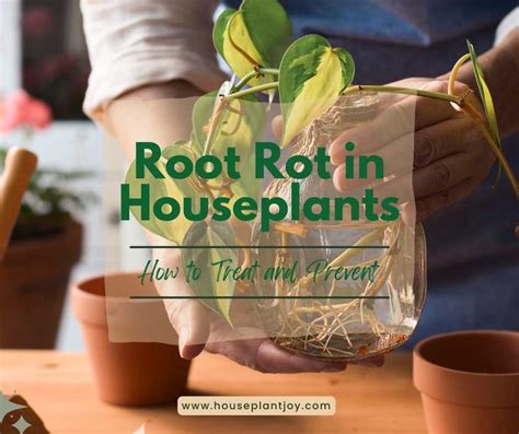 Root Rot In Houseplants How To Treat And Prevent Houseplantjoy