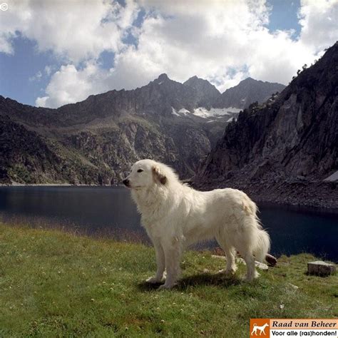 1000+ images about Pyrenean Mountain Dogs / Great Pyrenees on Pinterest ...