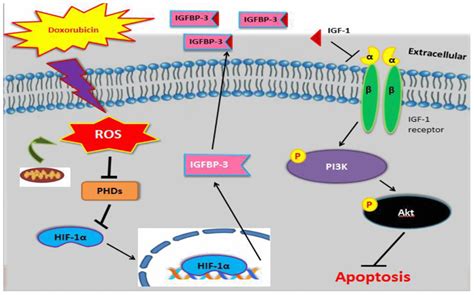 Doxorubicin Induced Ros Dependent Hif Activation Mediates Blockage Of