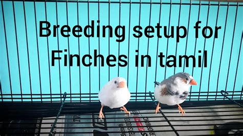 Breeding Setup For Finches In Tamil Youtube