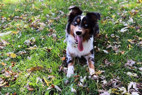 Blue Merle, Mini Aussie - Stud Dog Chicago, IL - Breed Your Dog