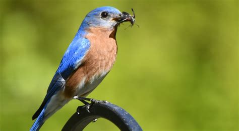 6 Proven Ways to Attract BLUEBIRDS! (2025) - Bird Watching HQ