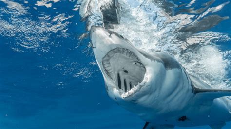 Great White Shark Teeth Facts: 5 Mind-Blowing Things To Know! - Great ...