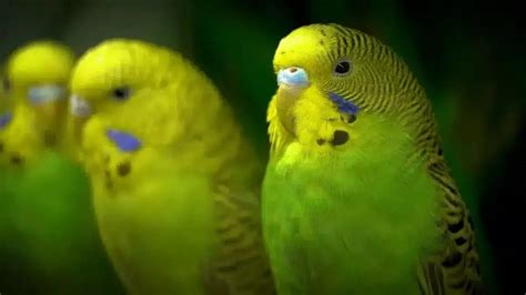 How Can You Show Budgie That You Love Him