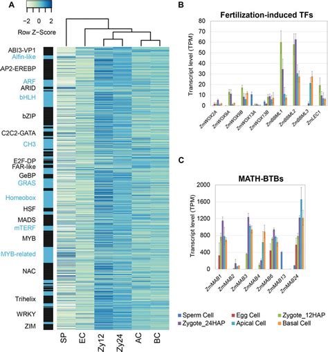 Expression Levels Of Tf And Mab Genes In Gametes Zygotes And Early