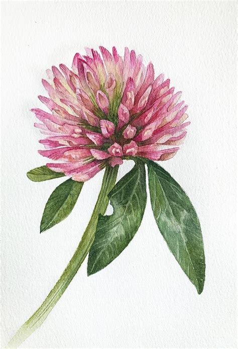 Pin By Kay Waldron On Painting Flowers In Botanical Illustration