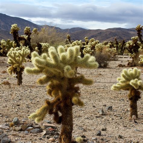 Cholla Cactus Garden Trail in Joshua Tree National Park, CA (30 Photos)