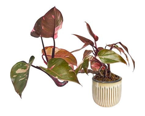 Philodendron Pink Princess Planta Philodendron Erubescens Hojas