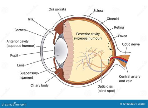 Corte transversal del ojo ilustración del vector Ilustración de humano