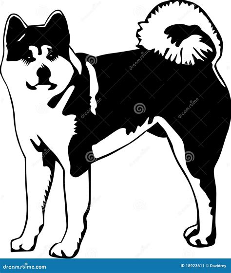 Black and White Akita Illustration Stock Illustration - Illustration of