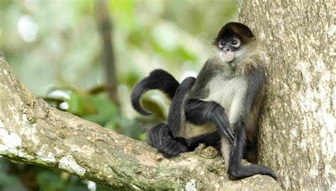 Fun Brown Spider Monkey Facts For Kids | Kidadl