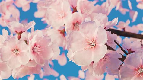 Close Up Of Cherry Blossoms With Lots Of Petals D Rendering