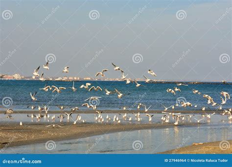 The Black Sea Coast and Nature , Romania Stock Photo - Image of ...