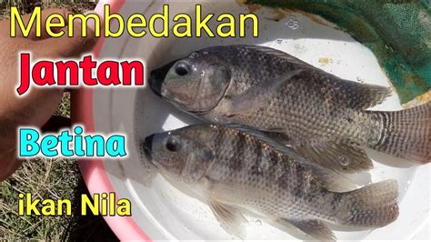 Cara Membedakan Ikan Nila Jantan Dan Betina Youtube