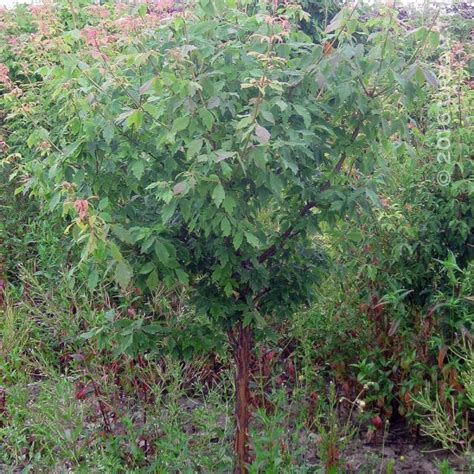 Acer ginnala 'Flame' | Urban Tree Farm Nursery