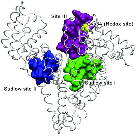 The Main Binding And Redox Sites Of Albumin On The Example Of Bovine Download Scientific