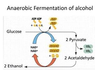 Ethanol Fermentation Equation