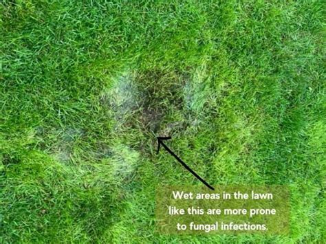 How To Treat St Augustine Grass Fungus Identify Brown Patch Lawn Model