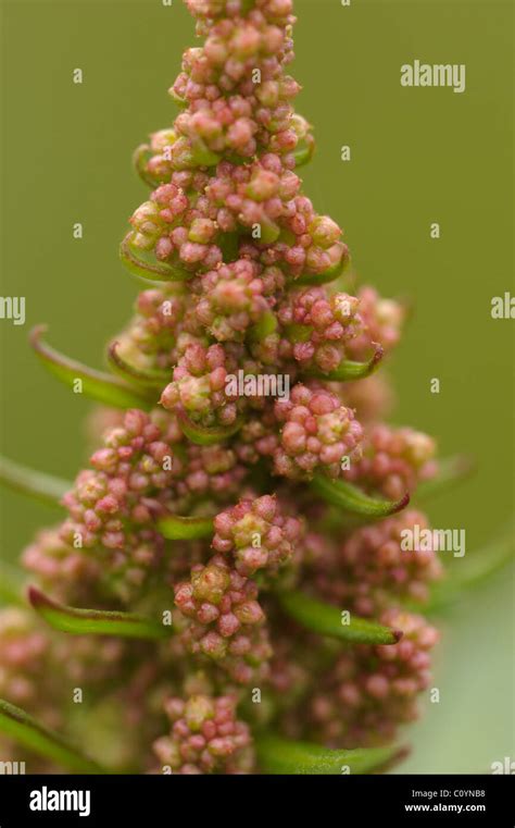 Chenopodium Rubrum Fotograf As E Im Genes De Alta Resoluci N Alamy