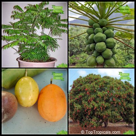 Creative Farmer Seeds For Garden Combo Tree Seeds Sweet Neem Papaya Passion Fruit Yellow