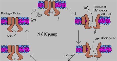 SRNA Daily Review: SODIUM-POTASSIUM ATPase PUMP