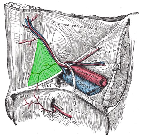 Inguinal Ligament - Physiopedia