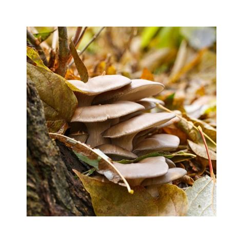 Phoenix Oyster Mushroom Pleurotus Pulmonarius Grain Spawn For