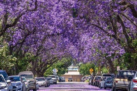 A Gallery Of Las Beautiful Jacarandas And Where To Find Them