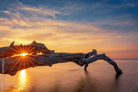 Schlafende Bäume am Strand von Loissin an der Ostsee Stock Photo