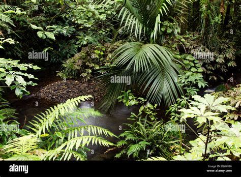 Lush foliage in tropical jungle Stock Photo - Alamy