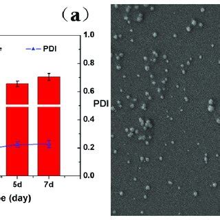 Characterization Of Particle Size And Morphology Of The Psma Lc Ns At