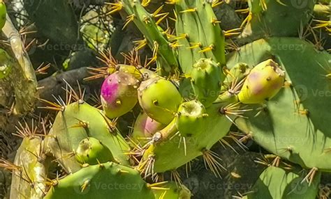 Spiny green cactus cacti plants trees with spines fruits Mexico ...