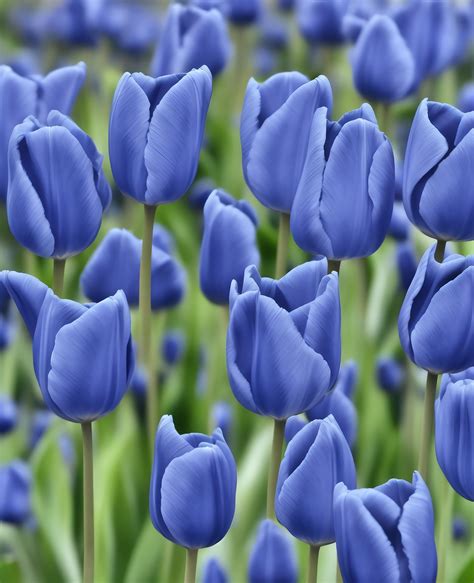 tulip flowers zawaya walk  mary eklund blog