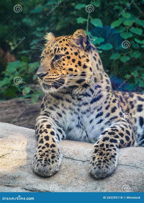 Vertical Closeup Of A Majestic Amur Leopard Resting In A Zoo Stock