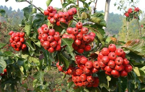 Crataegus pinnatifida seed | BELL Garden Company,Wholesale Plant seeds ...