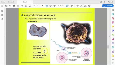 La Riproduzione Delle Cellule 1B YouTube