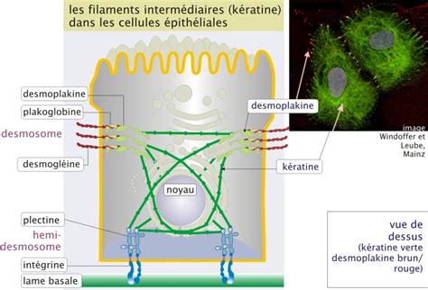 Introduction 4 Le Cytosquelette Biologie Cellulaire