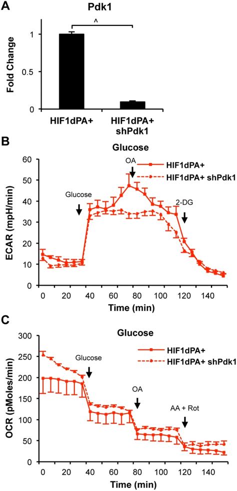 A Qrt Pcr For The Targeted Transcript Confirmed Knockdown Of Pdk1 In Download Scientific