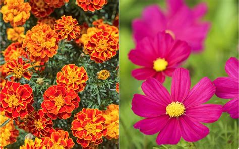 October Flowers The Marigold And The Cosmos Lindas Flowers