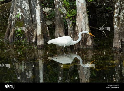 Great Egret In The Wild In The Everglades Florida Stock Photo Alamy