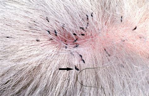 Do Dog Ear Mites Affect Humans?