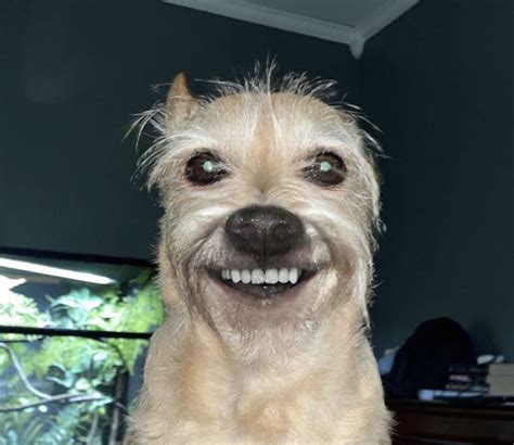 dog happy face meme