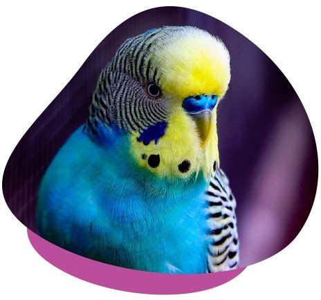 How to Properly Care for Pet Budgies - Unusual Pet Vets