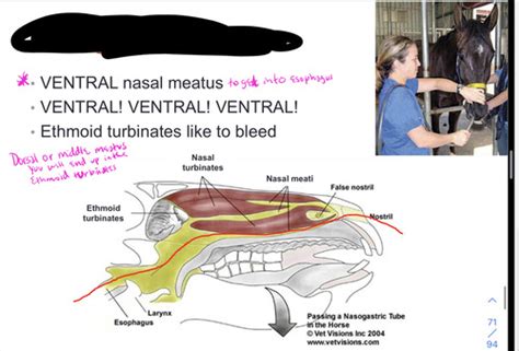 Equine Head And Neck Flashcards Quizlet