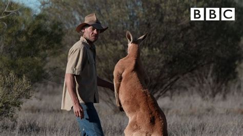 Kangaroo Boxing Human